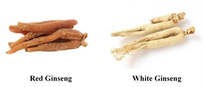 Chinese Ginseng 