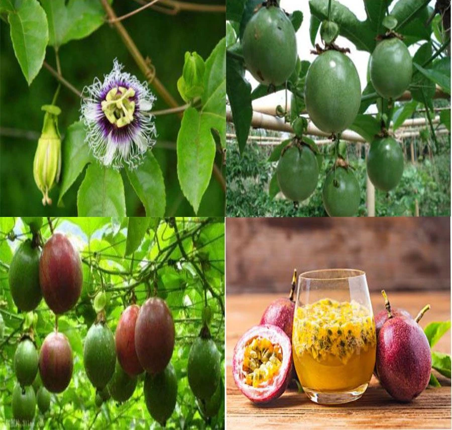 Passion Fruit growth