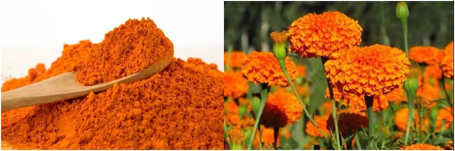 Marigold Flower Extract , Lutein Powder
