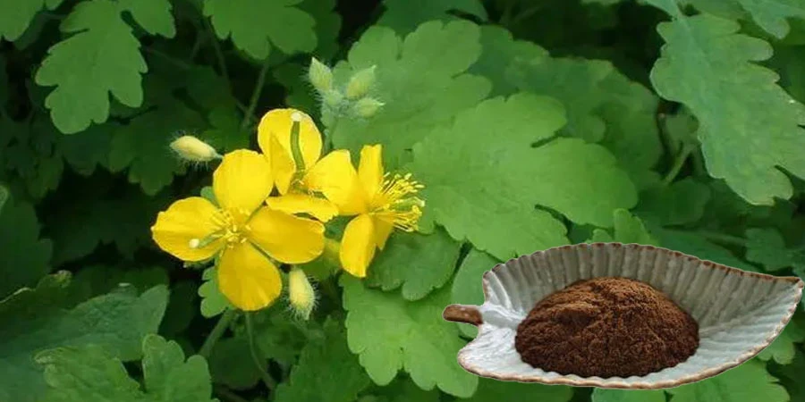 Wholesale Chelidonium Majus Extract