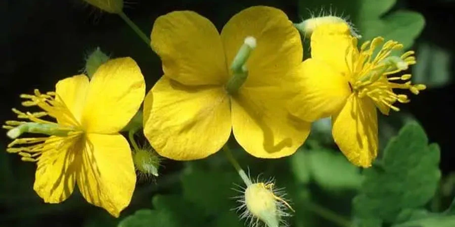Chelidonium Majus Extract suppliers