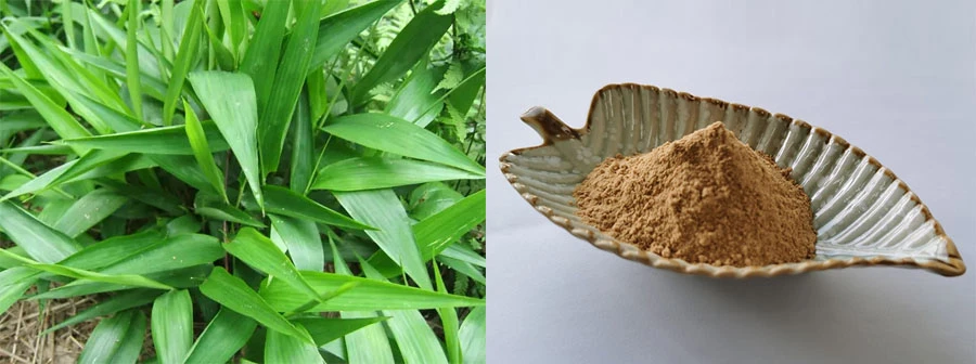 Wholesale Bamboo leaf flavone Wholesale Bamboo leaf flavone