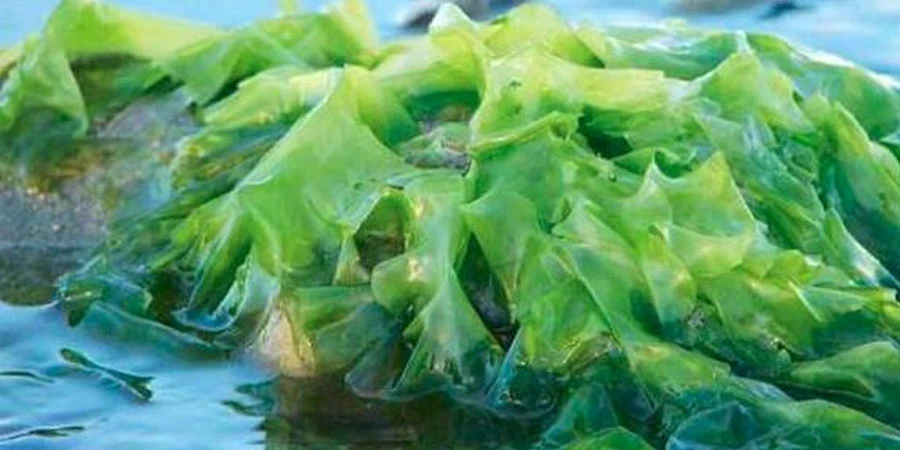 Fucoidan Extract Fucoidan Extract