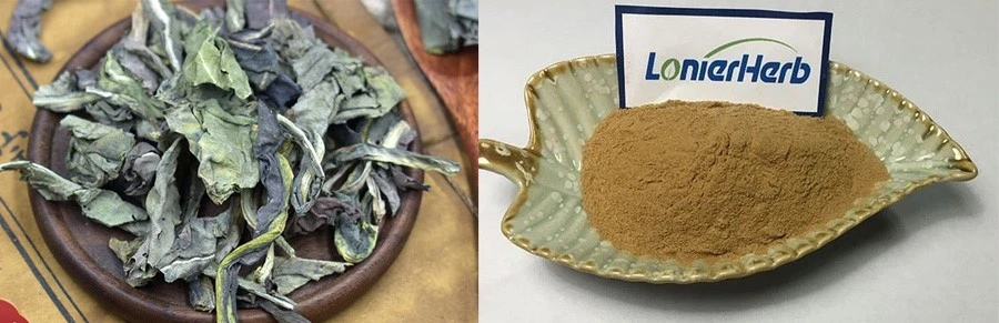 Folium Isatidis Extract price Folium Isatidis Extract price