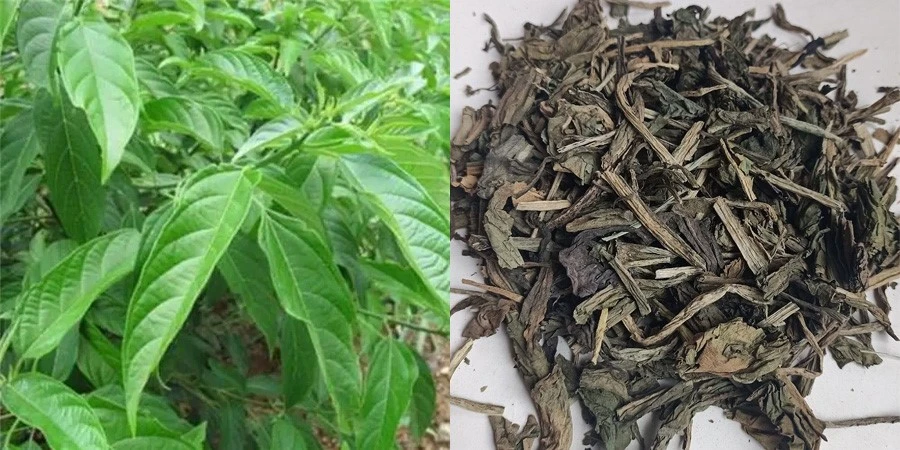 Pure Folium Isatidis Extract Pure Folium Isatidis Extract